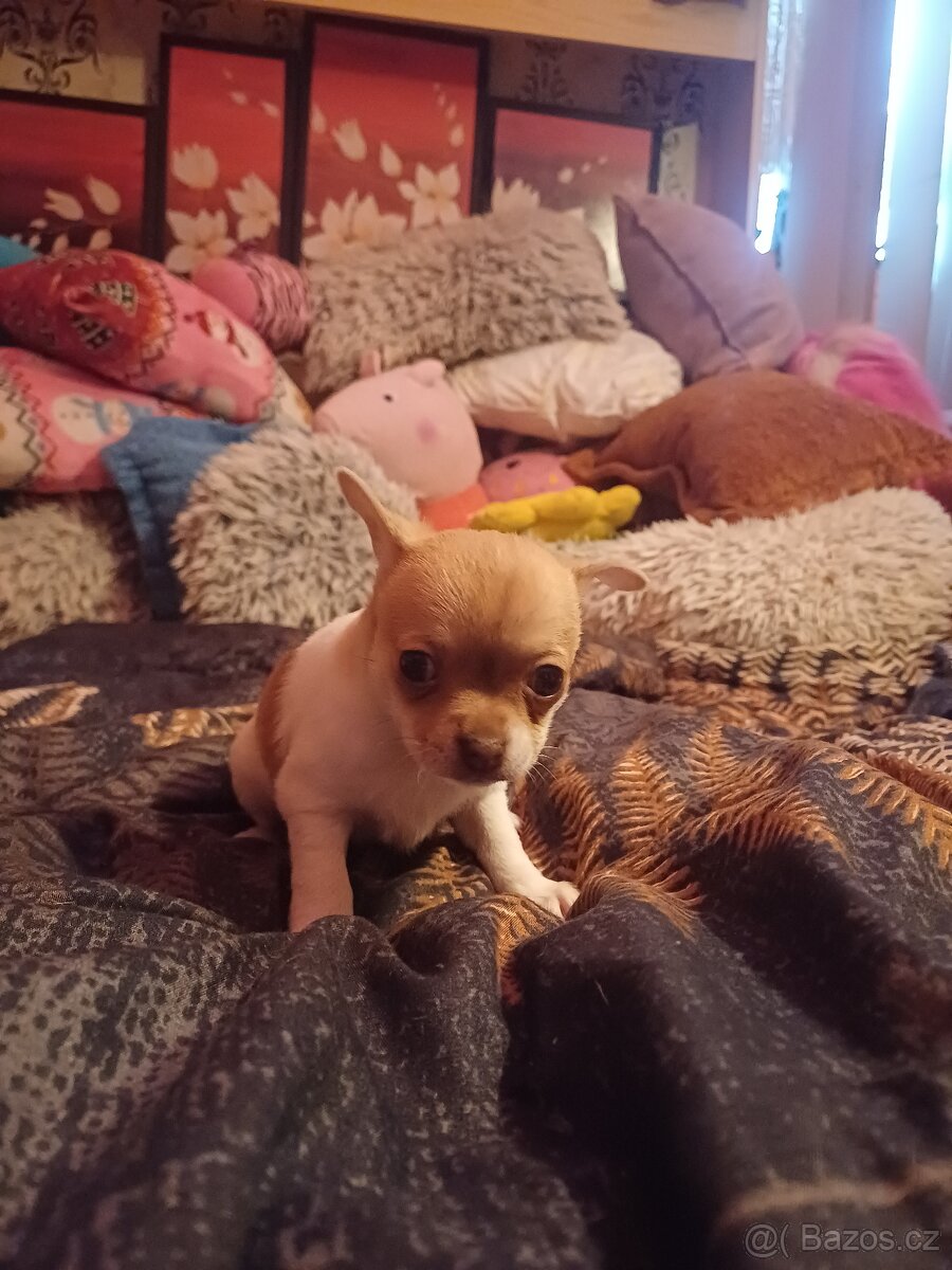 Štěňátka - 3