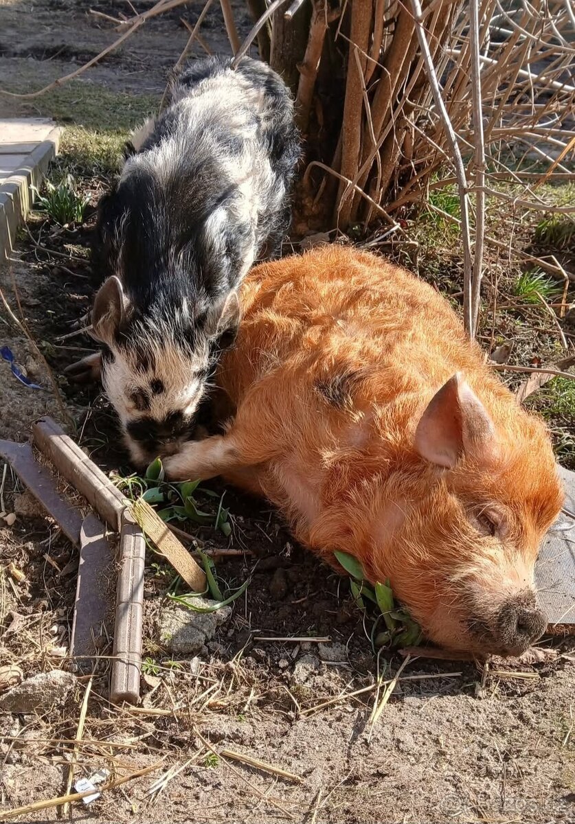Kune - 3