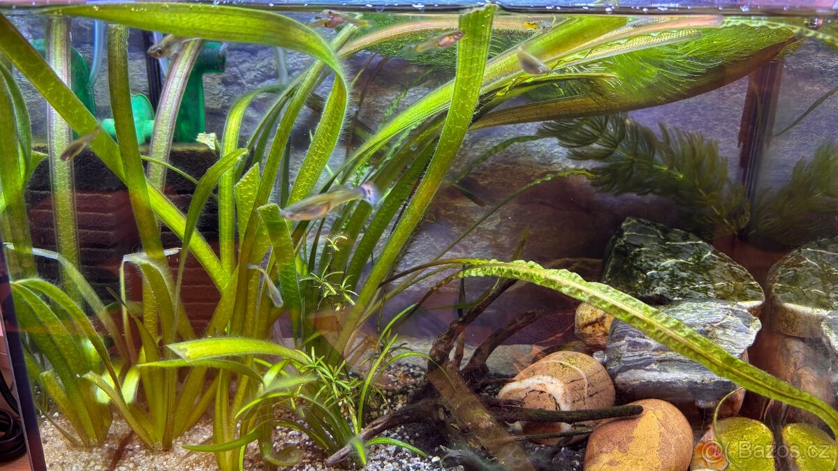 Živorodky, endlerky mix - 3