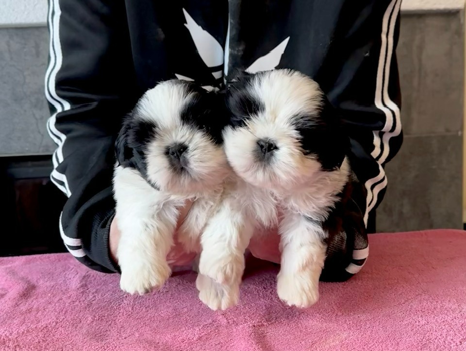 shih tzu s PP FCI - 3