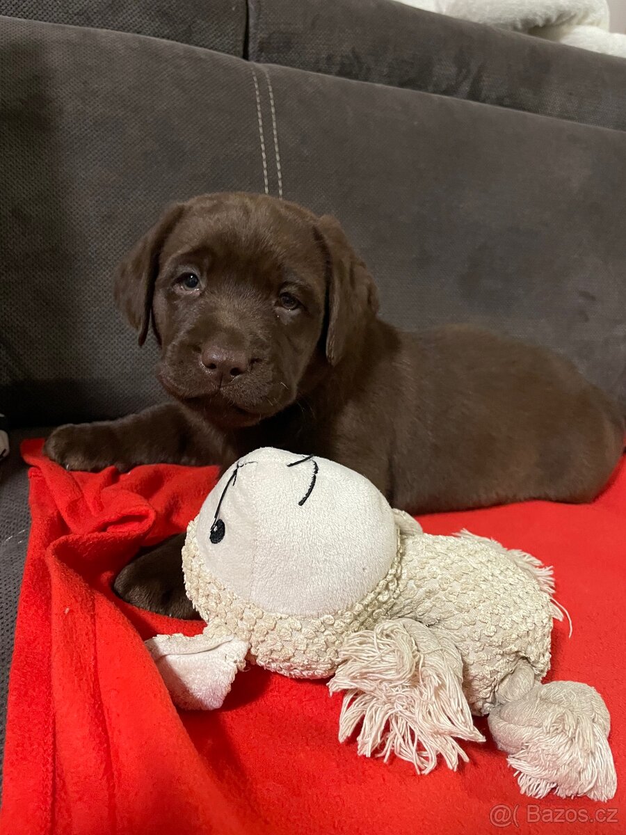 Labradorský retriever - štěňátka s PP - 3