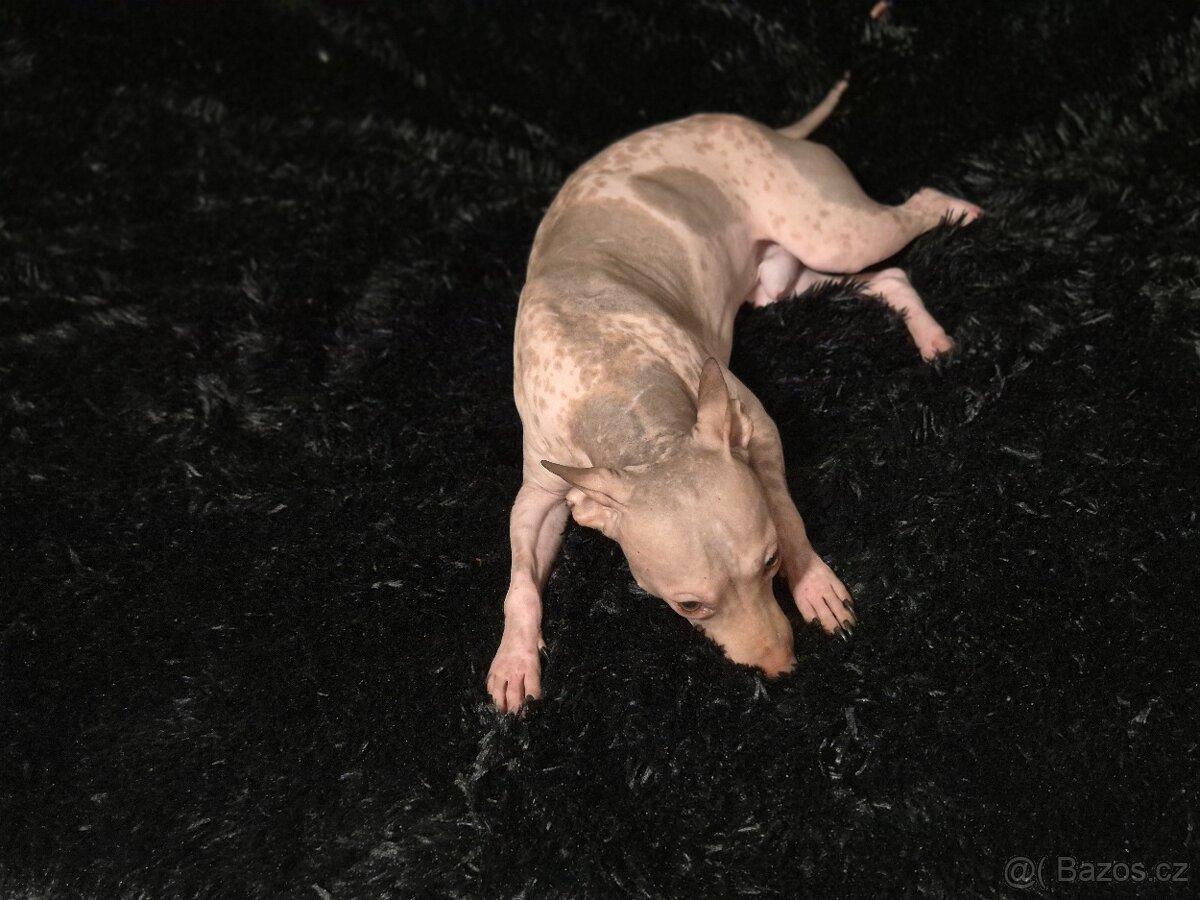 Americký bezsrstý teriér s PP /FCI/ - 3