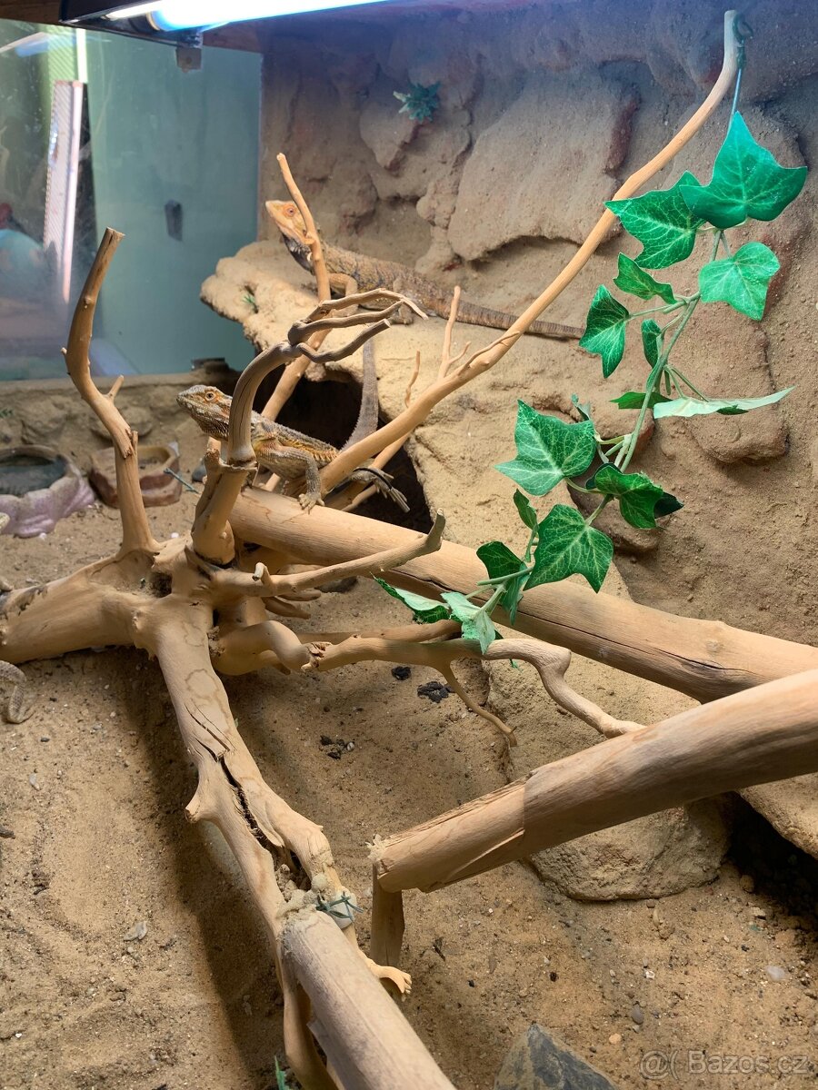 Prodám velké terárium + 2× agama vousatá - 3