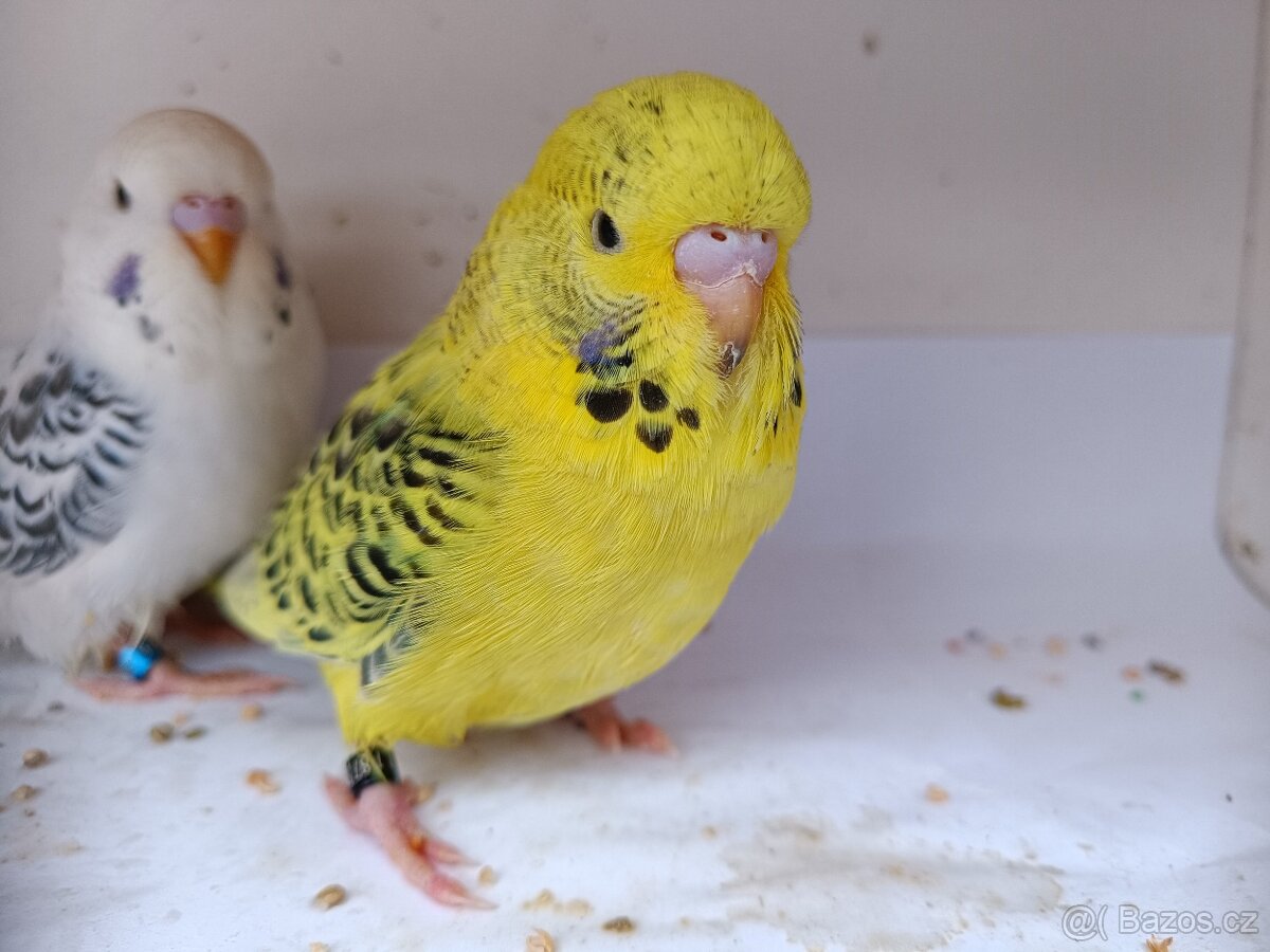 Andulka tcb samci - 3