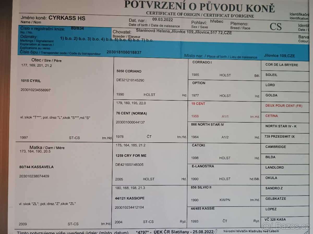 Čtyřletý valach připravený k obsednutí - 3