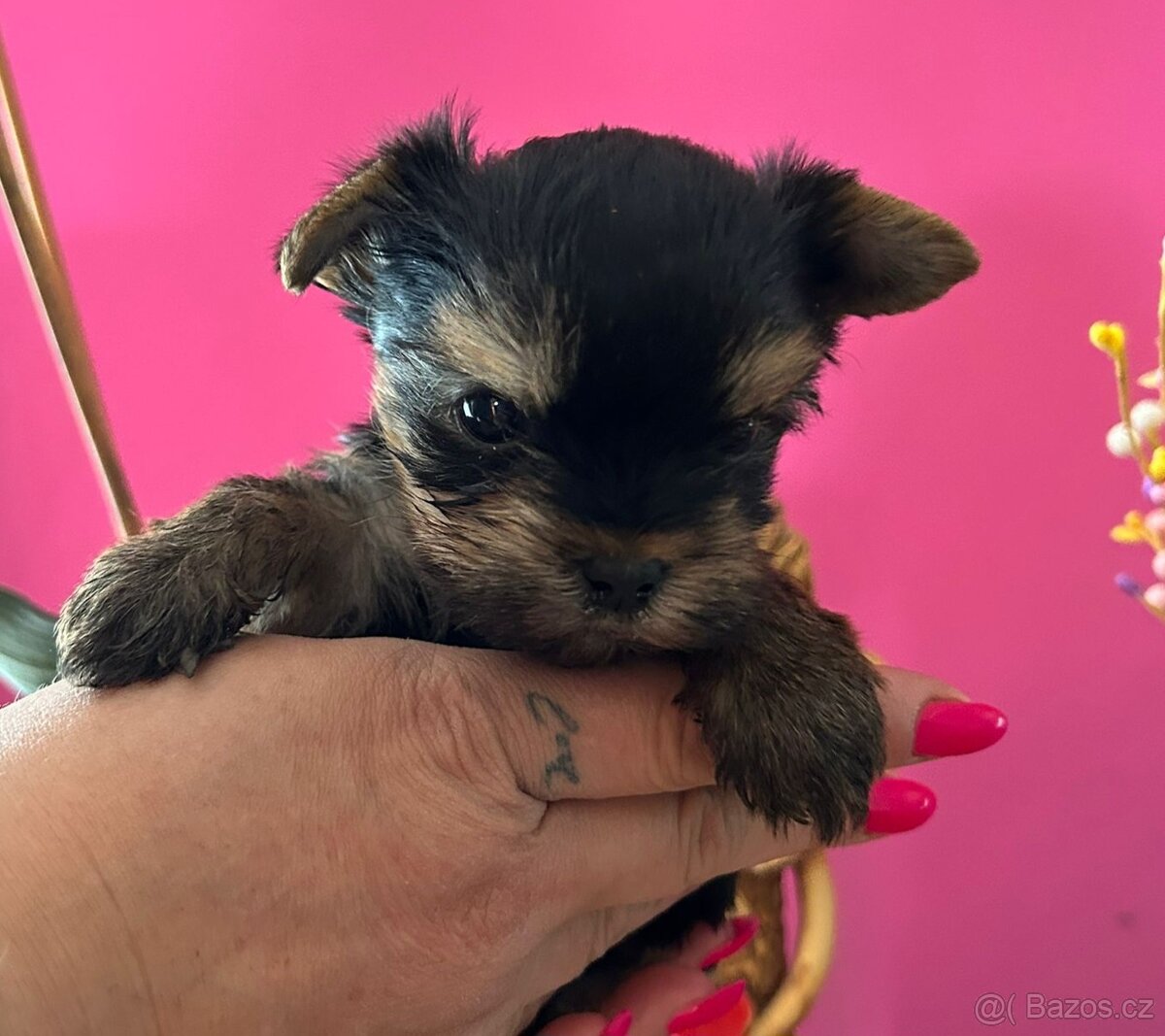 Jorkšířský teriér s PP - 3