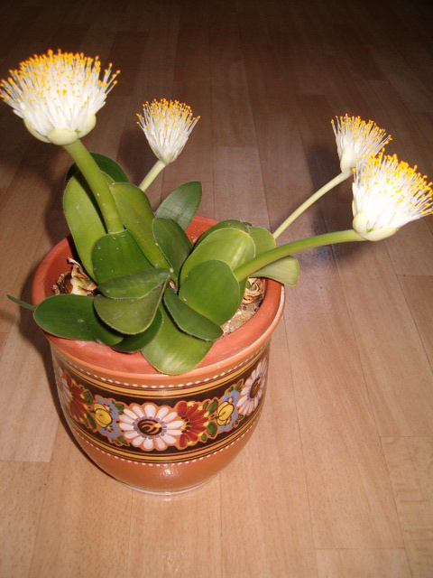 Kytka sloní ucho - 3