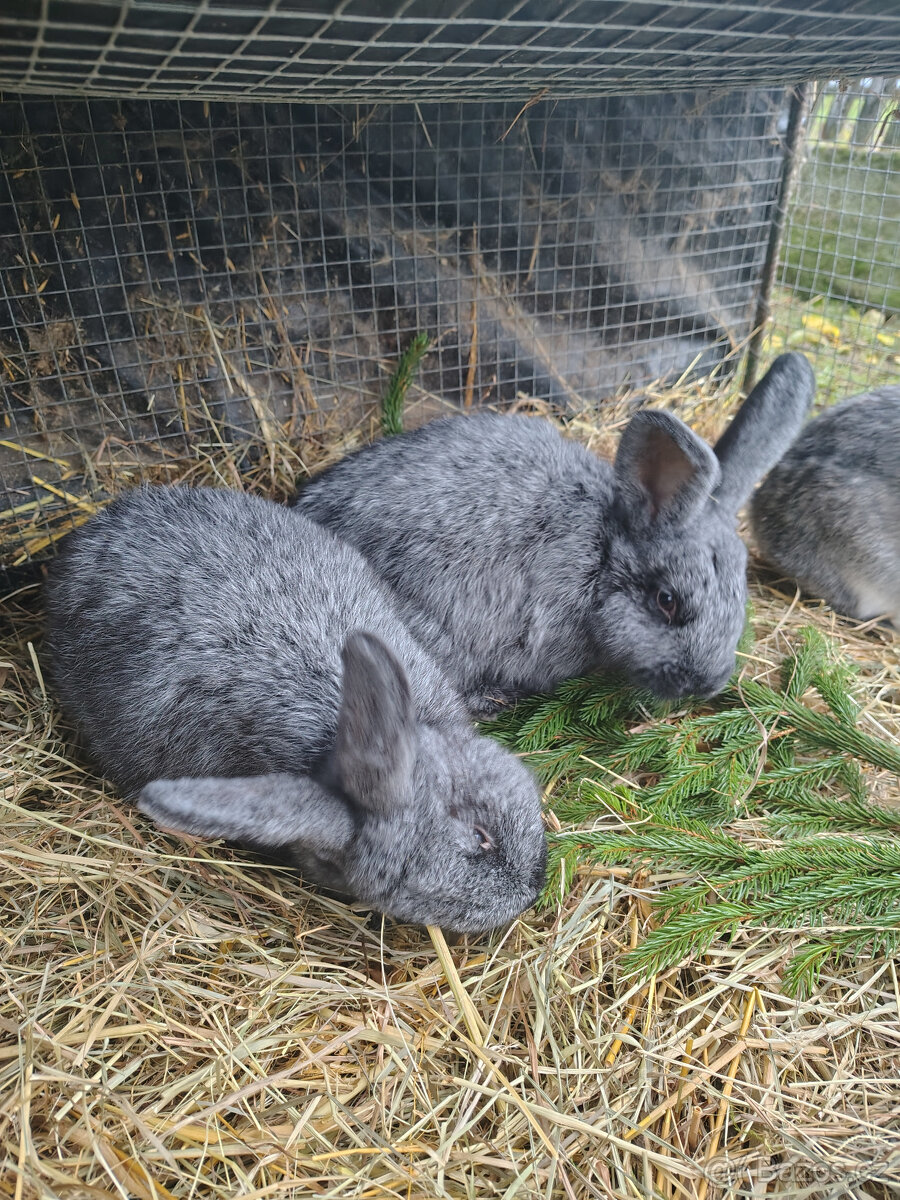 Králíci - samice - 3