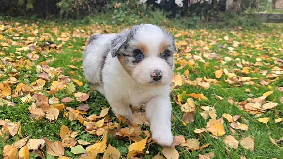 Australský ovčák - štěňata s PP - 3