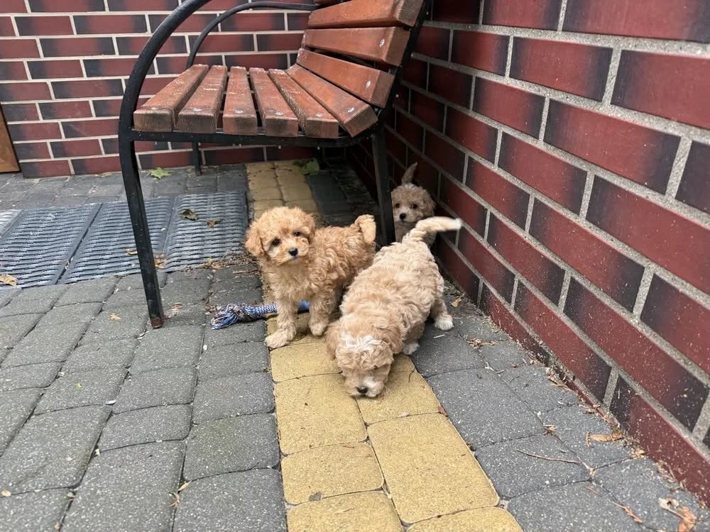 maltipoo , maltipo - 3