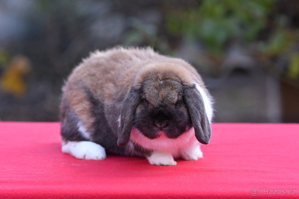 Králík vhodný na mazlíka i do chovu (s rodokmenem - 96b.) - 3