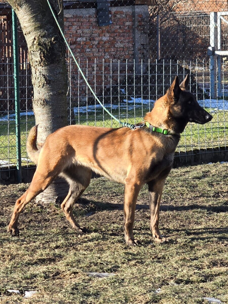 Roční Fenka Malinois - 3