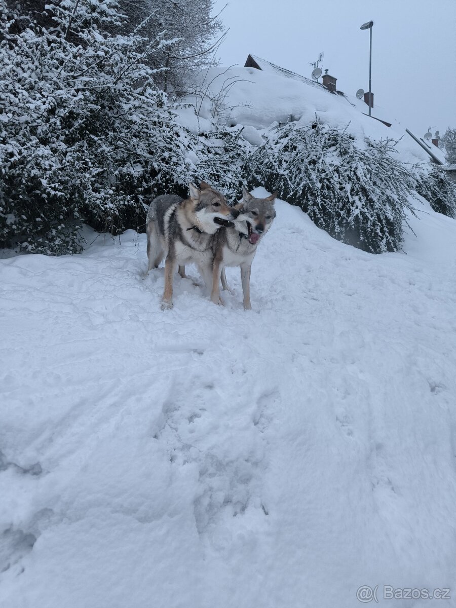 Československý vlčák - 3