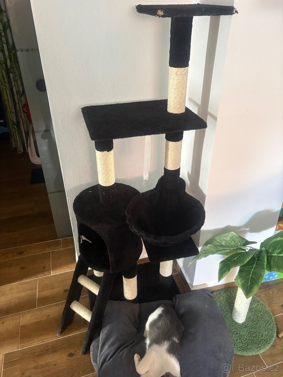 Hledáme domov pro kocourka - 3