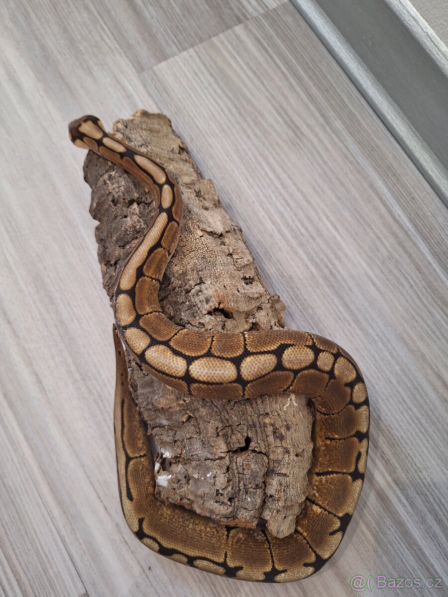 Krajta královská samička - 3