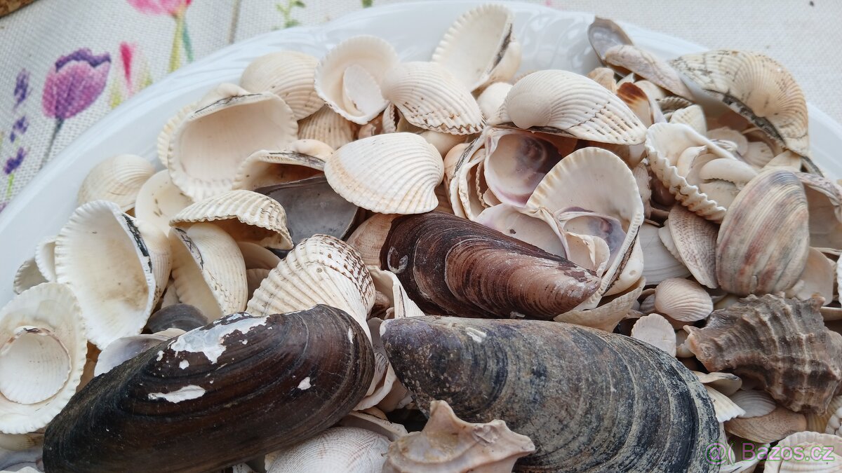 Mušle 900g - 3