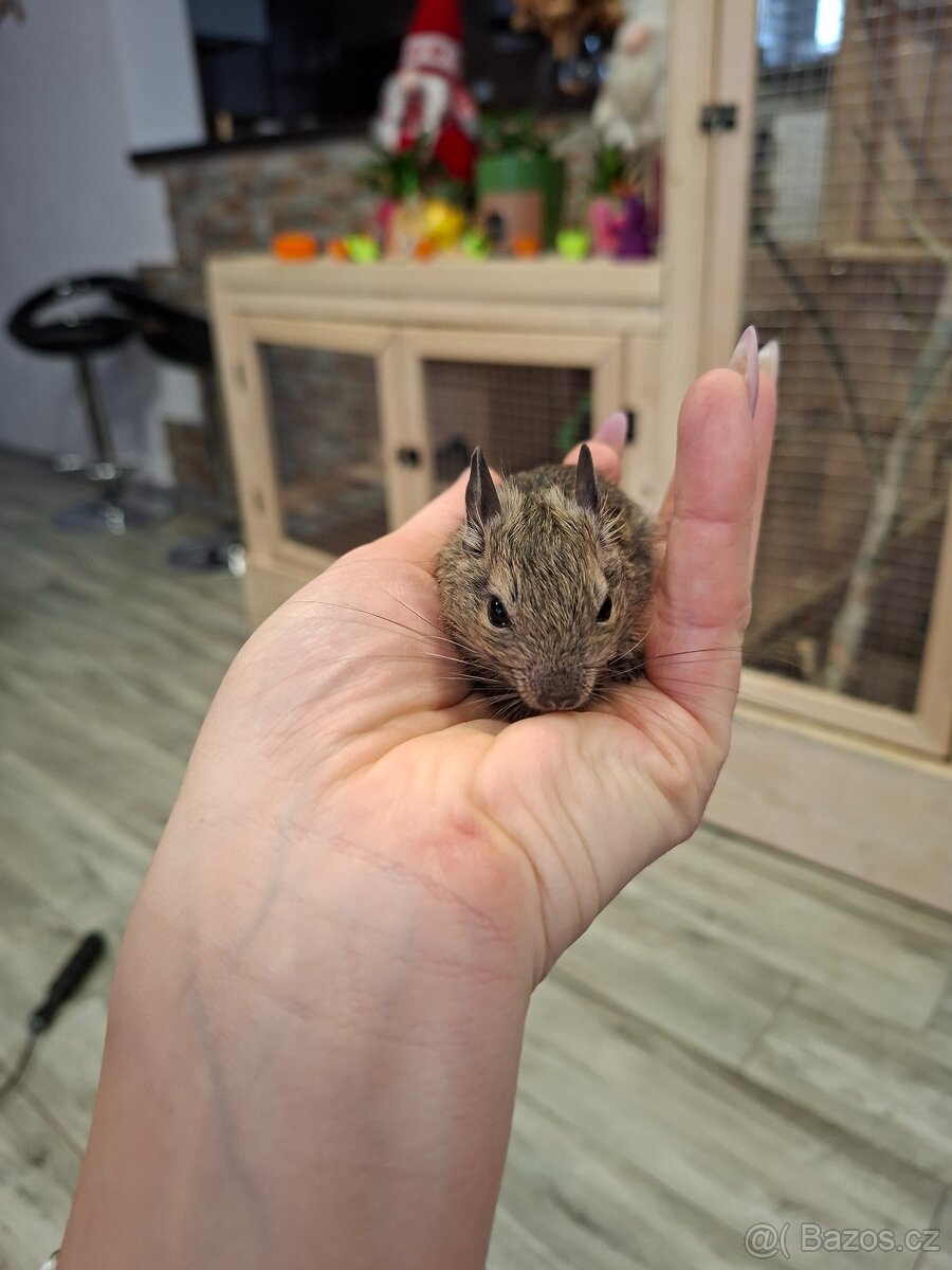 Osmák degu - 3