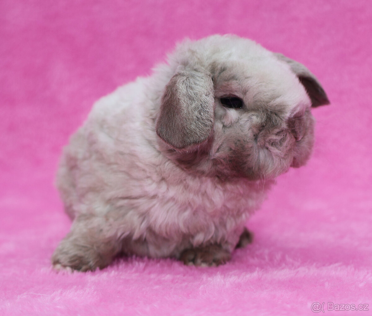 Zakrslý rex beránek s VP . Malinký sameček . - 3