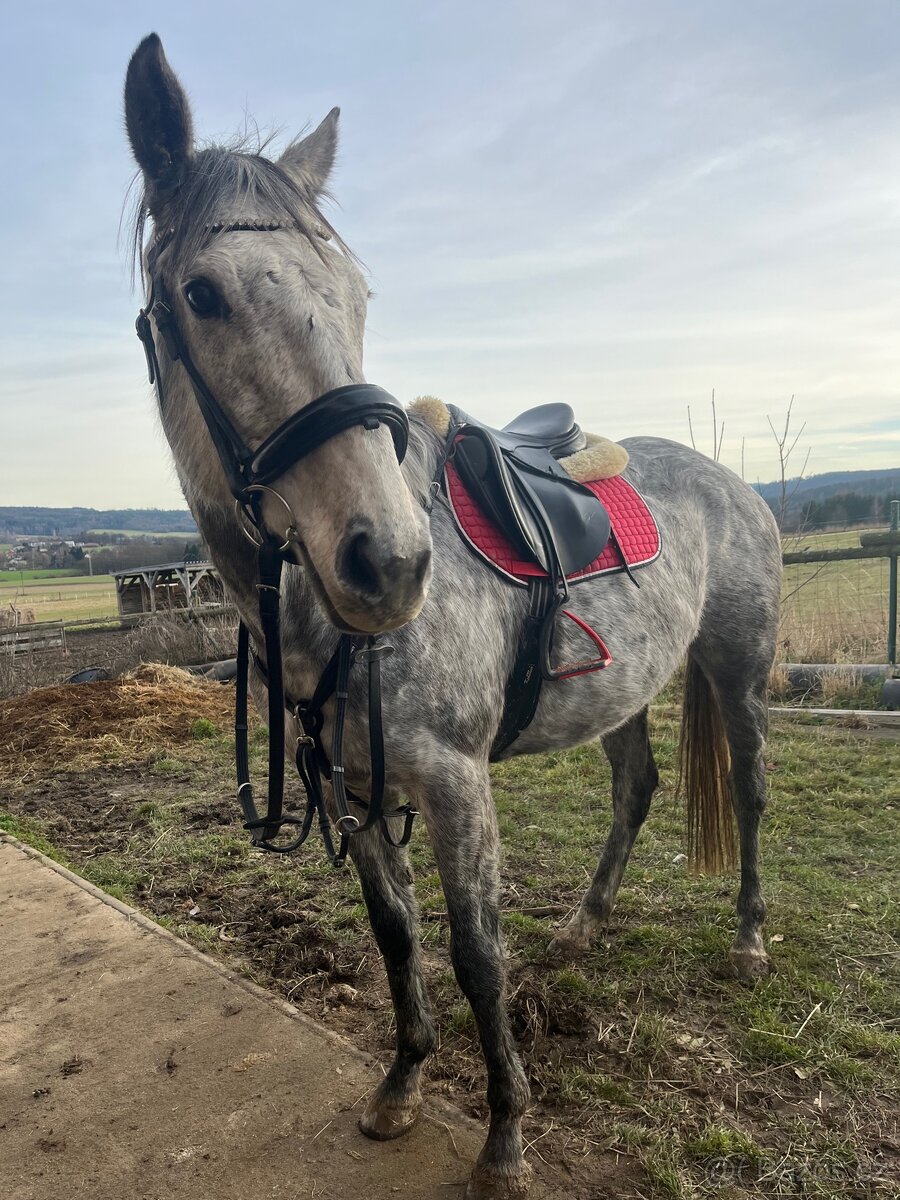 Pronajem úžasné šimličky - 3