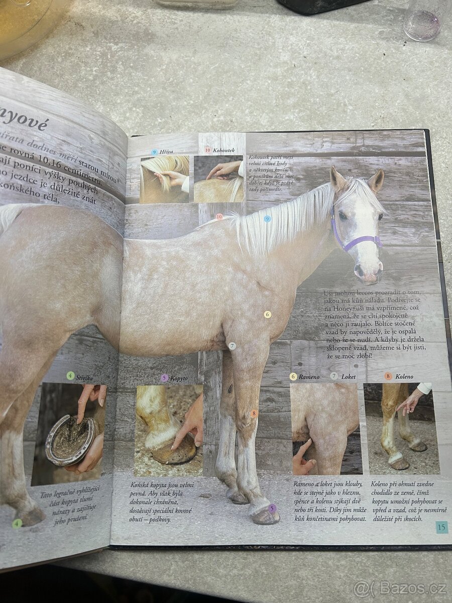 Škola jezdectví - 3