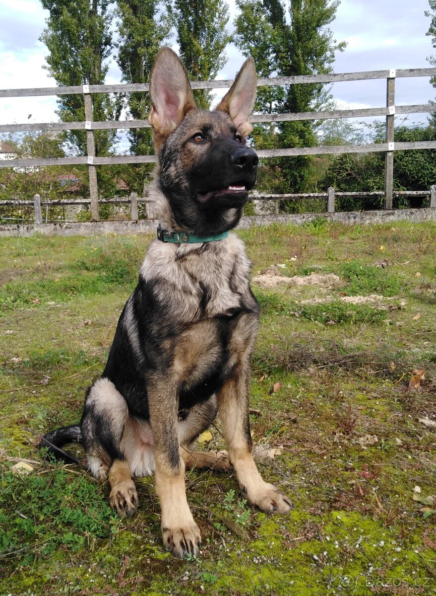 Prodám štěně německého ovčáka s PP - 3