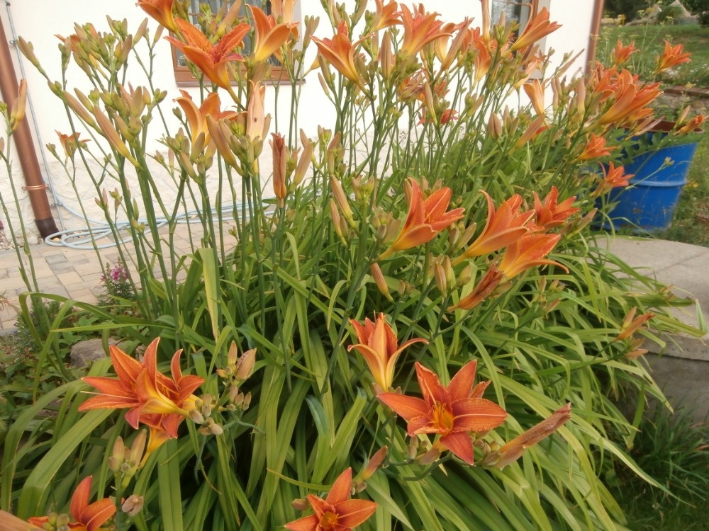 Odolné přebytky ze zahrady - 3