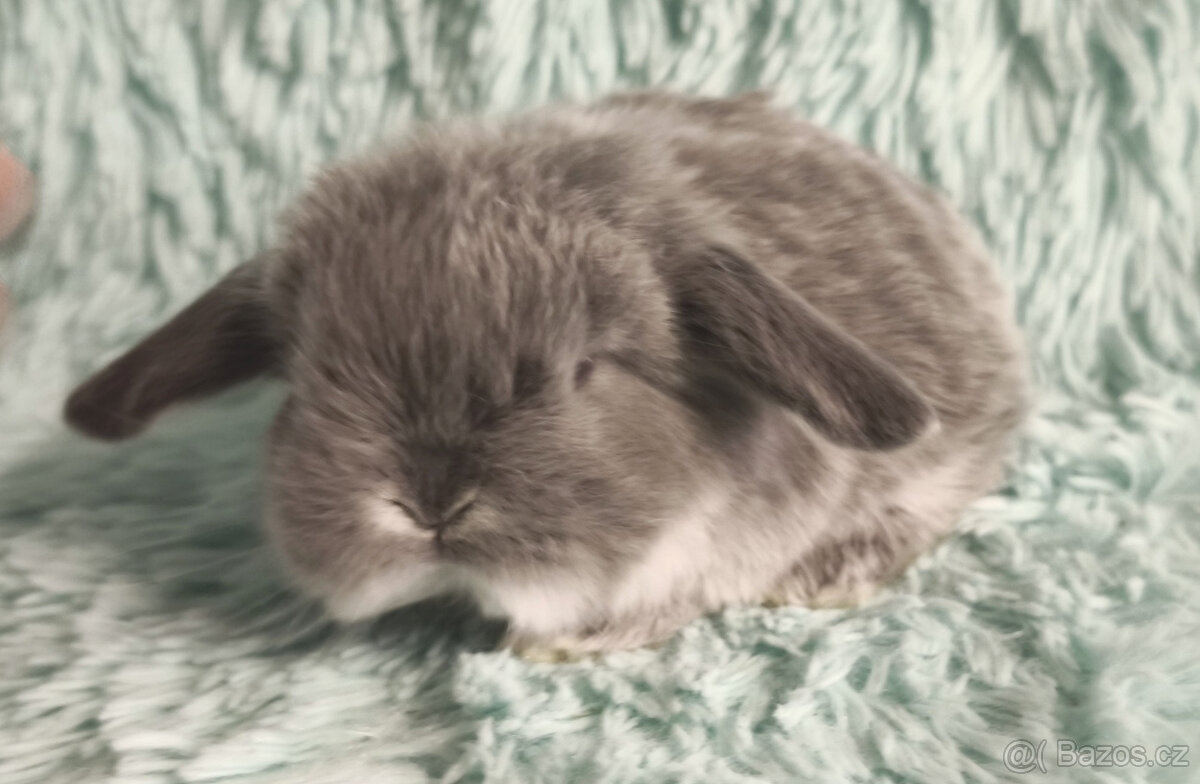 ⭐️ Vánoční ⭐️ Zakrslý beránek 🍀 U4 🍀 - 3