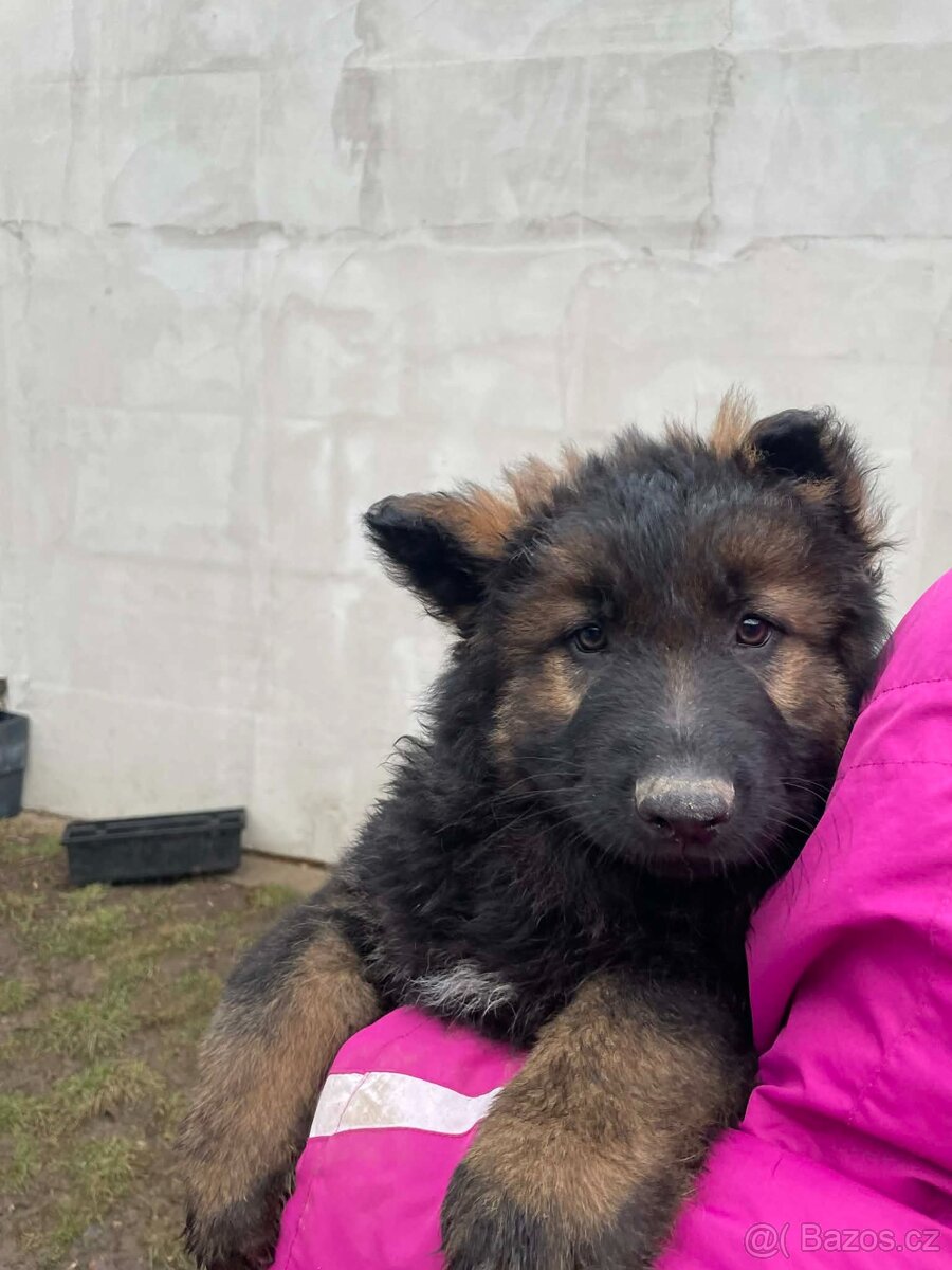 Německý ovčák - 3