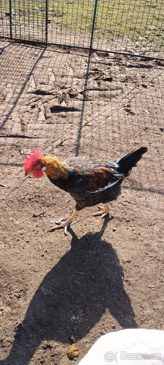 Prodám kohouty - 3