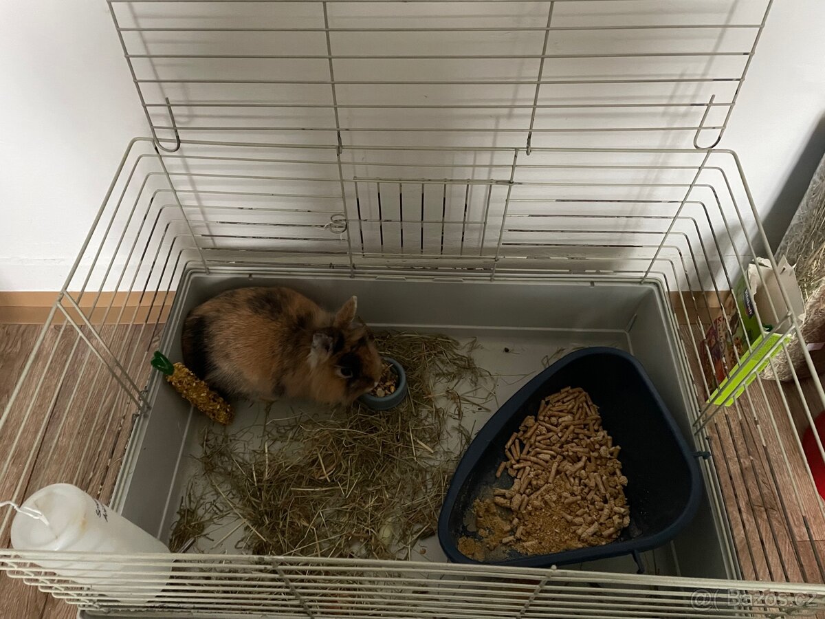 Zakrsly kralik samice - 3