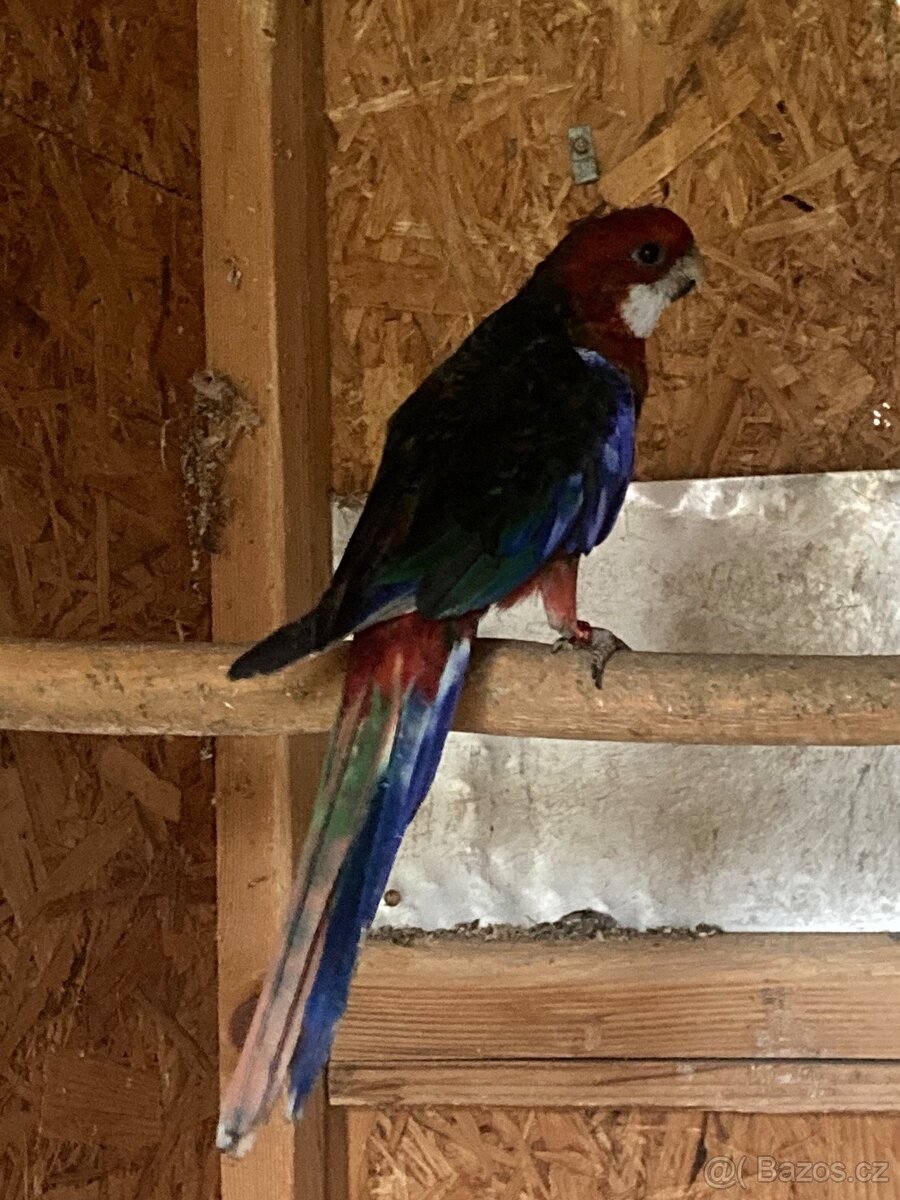 Rosela černomodrá - 3