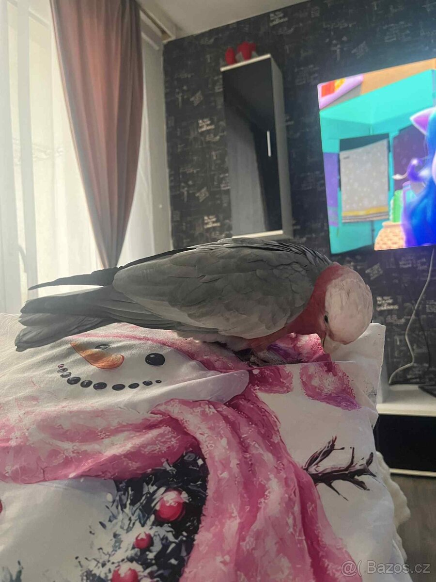 Kakadu růžový - 3