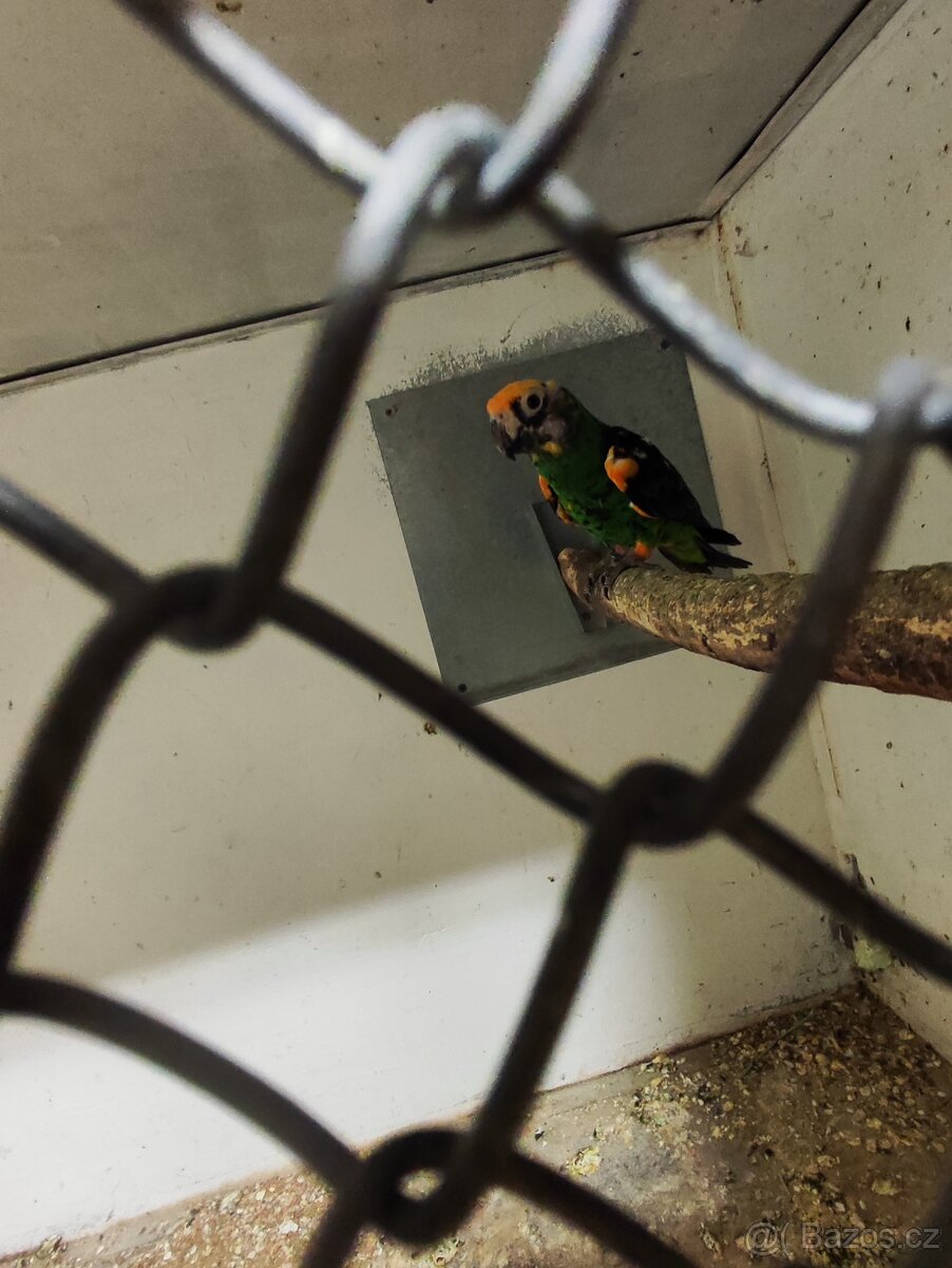 Pap. Senegalský - 3