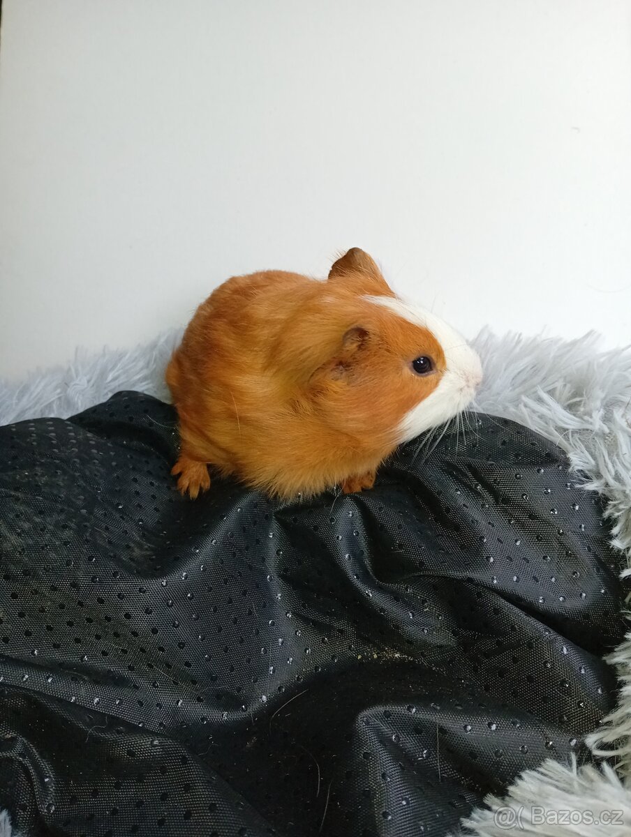 Morčátka- Samečkove - 3