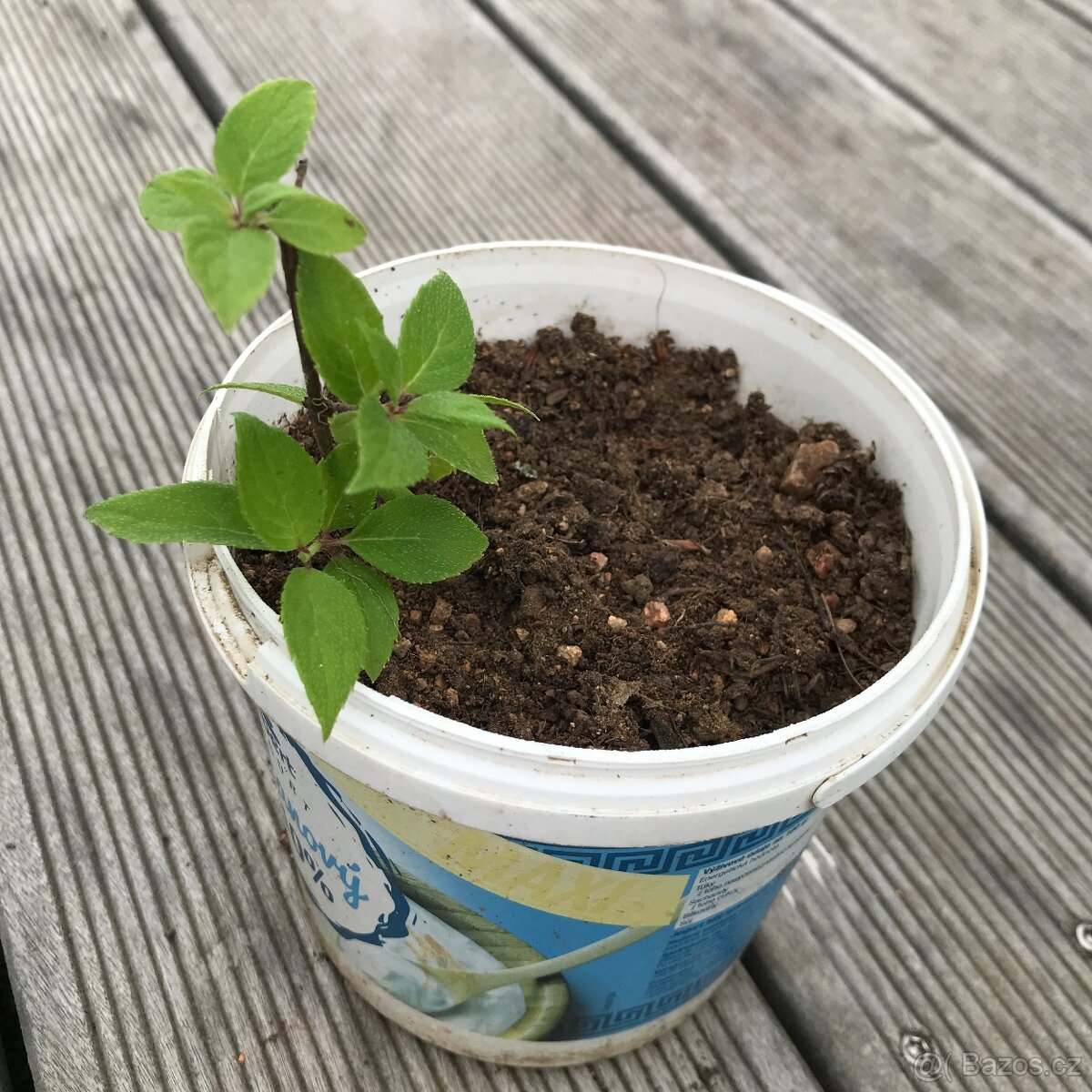 Sazenice - bobkovišeň Caucasica, hortenzie latnatá - 3