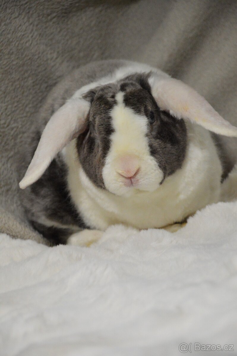 Zakrslý beránek satén rex - 3