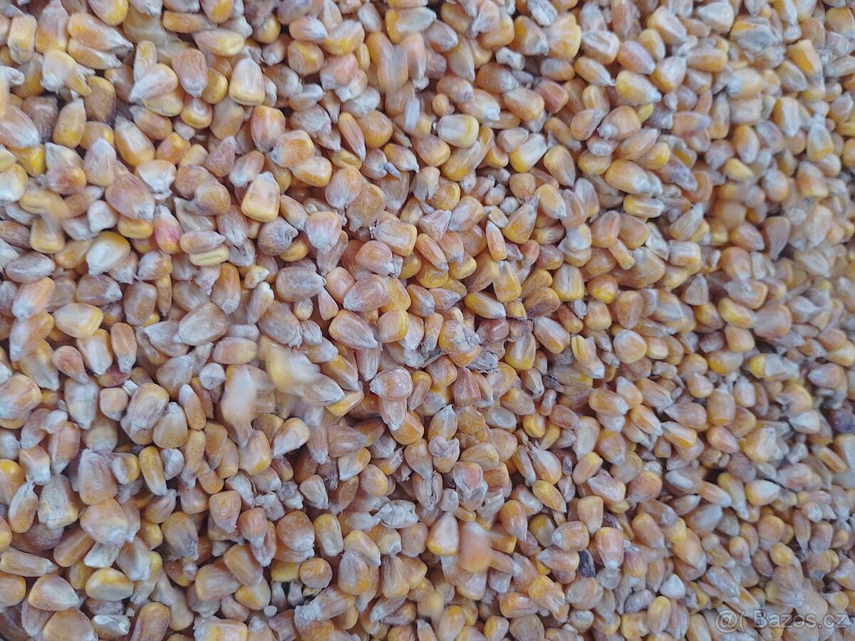 Kukurice mais kukuřici psenice jacmen majs - 3