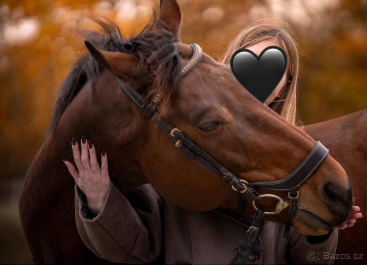 Scháním pronájem koně - 3