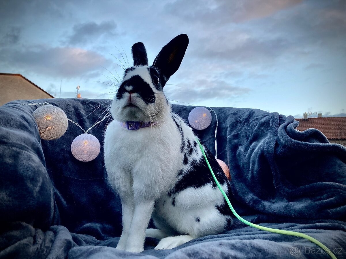 Zakrslý králík s pp - Lora - 3