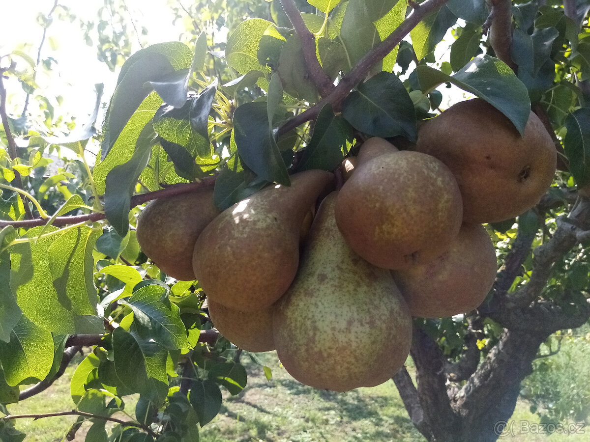 Zahradnické služby - 3