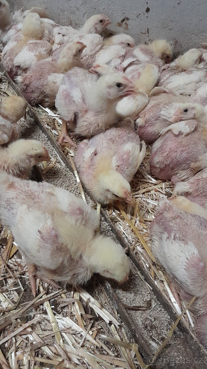 Rozkrmená brojlerová kuřata - 3