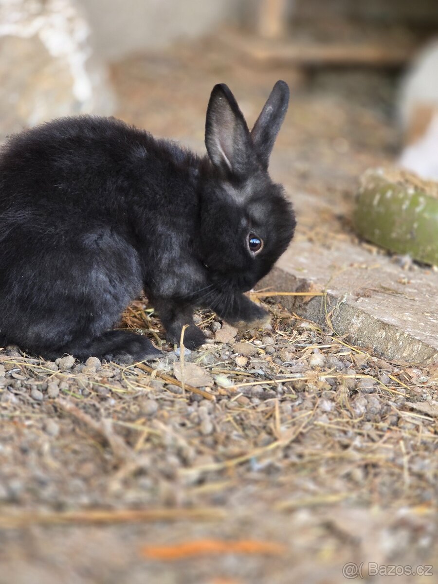 Zakrslí králíčci - mláďátka - 3