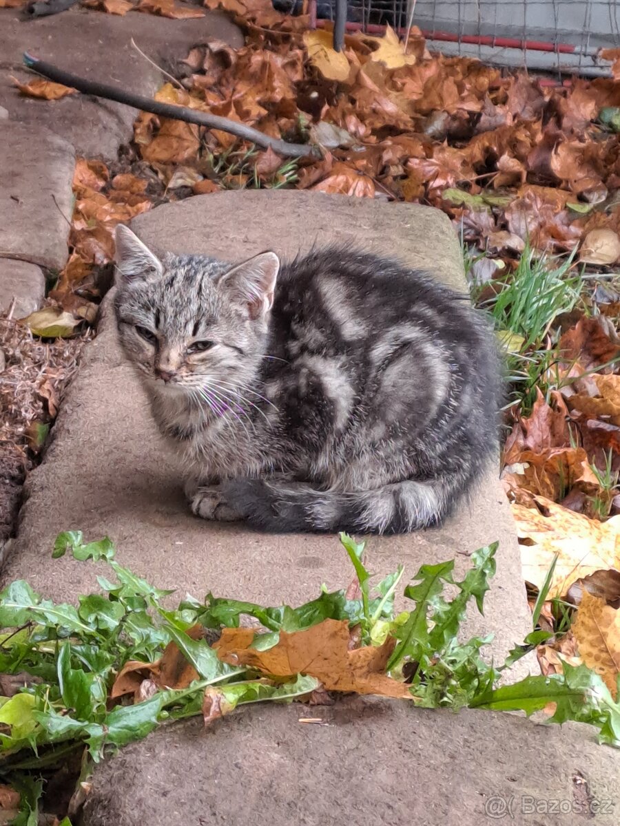 Daruji do dobrých rukou mourovatá koťata - 3