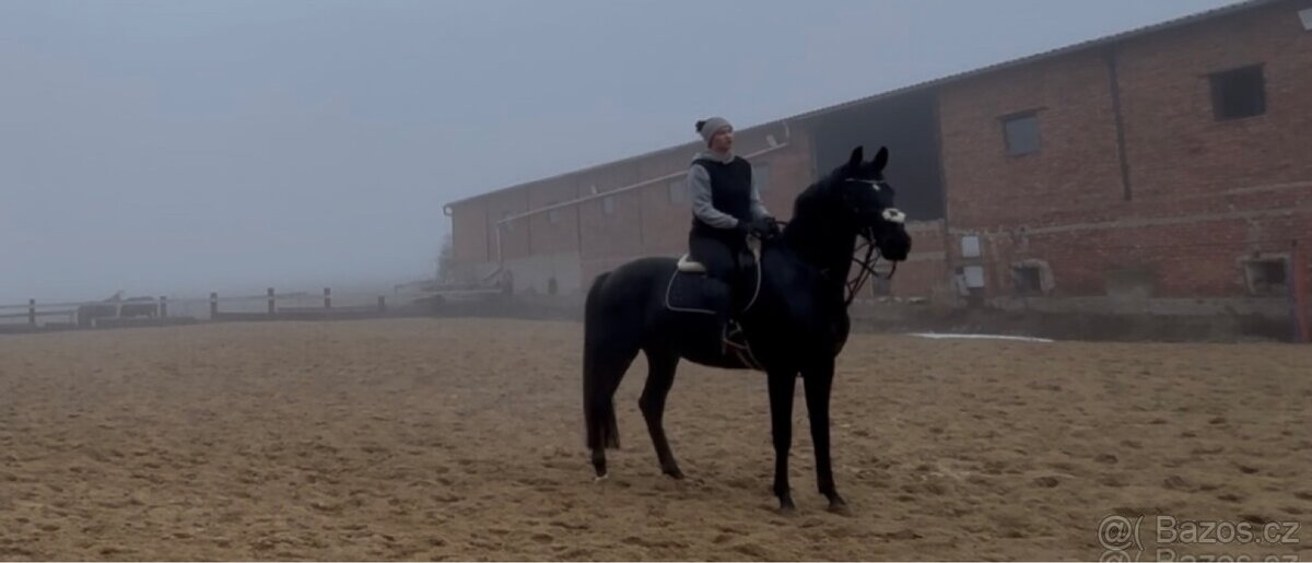 Prodám 8 mi letou kobylu - 3