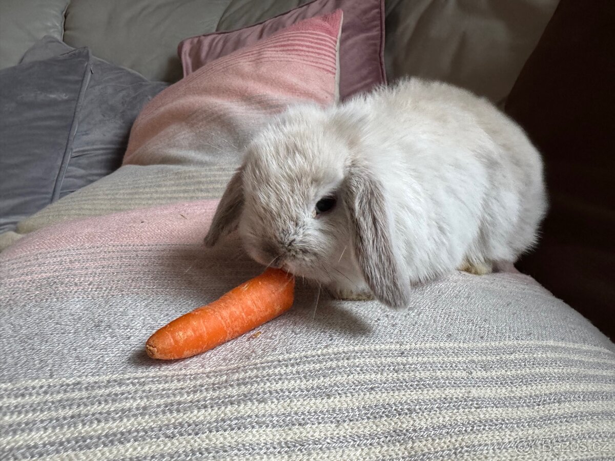 Zakrslý králíček beránek 2 - 3
