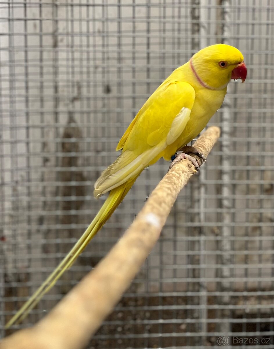 Alexandr malý - samec 2023 - 3