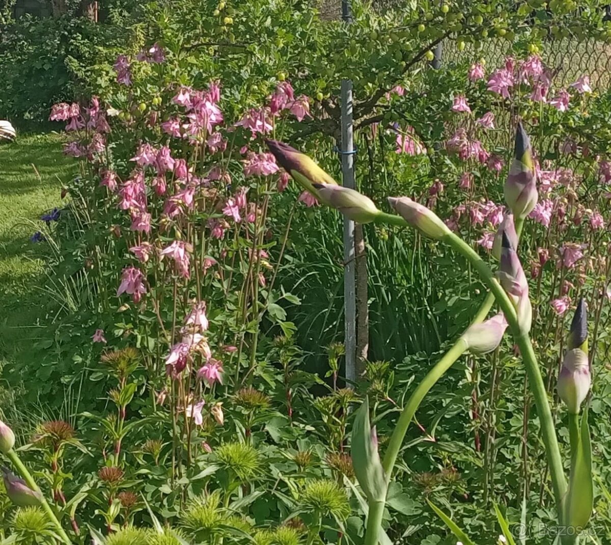 Květiny ze zahrádky - 3