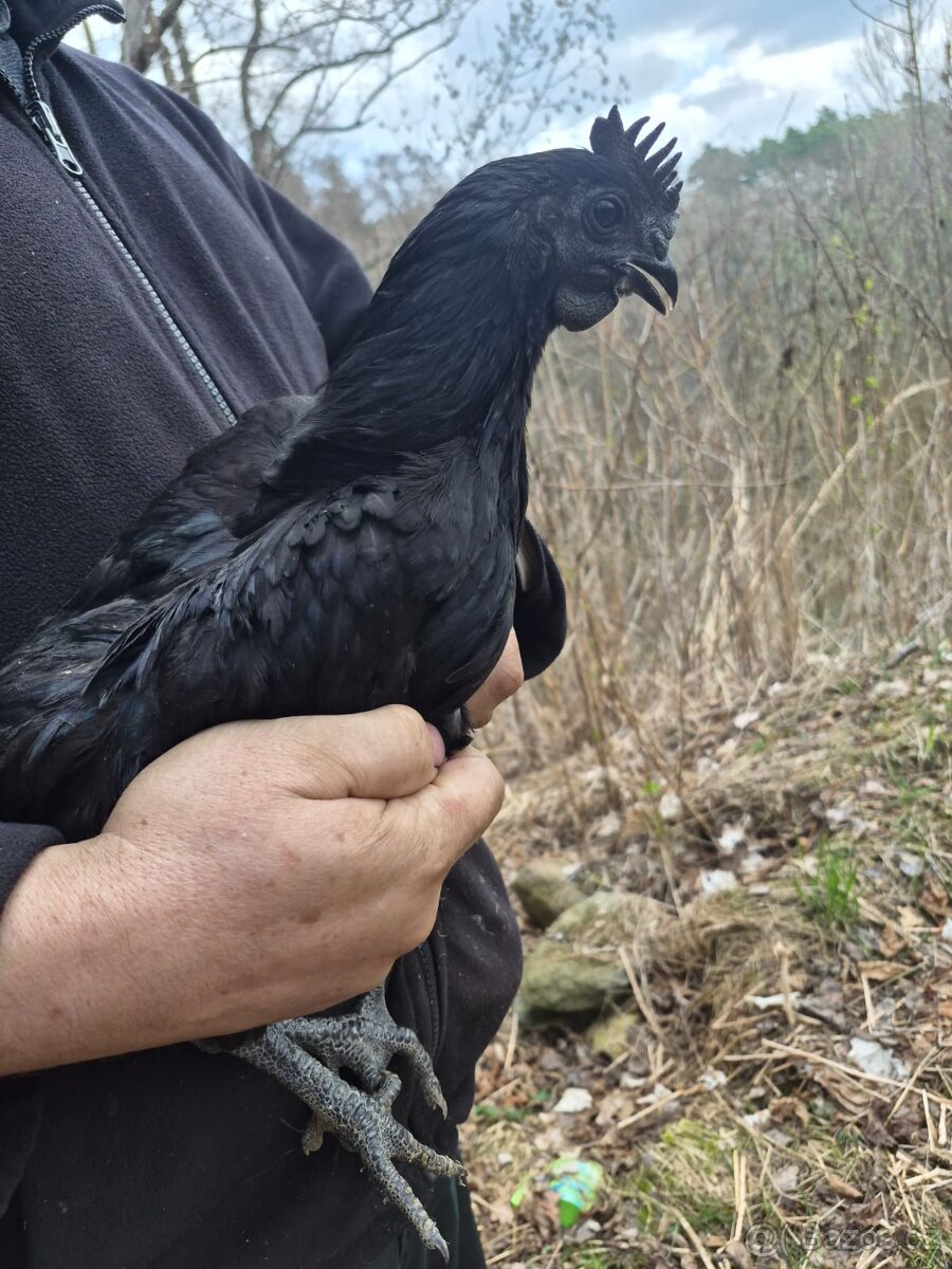 Mladí kohouti Ayam Cemani - 3