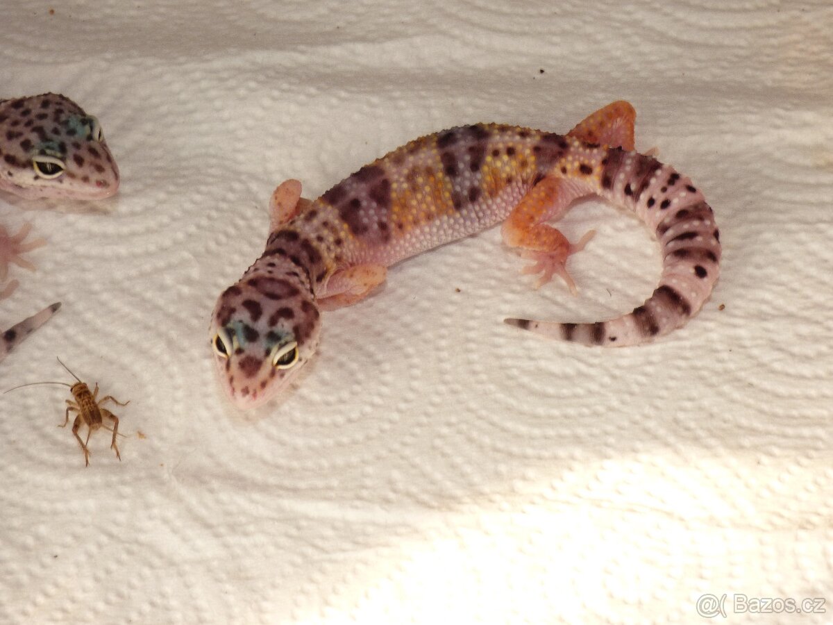Gekončík noční (Eublepharis macularius) - 3