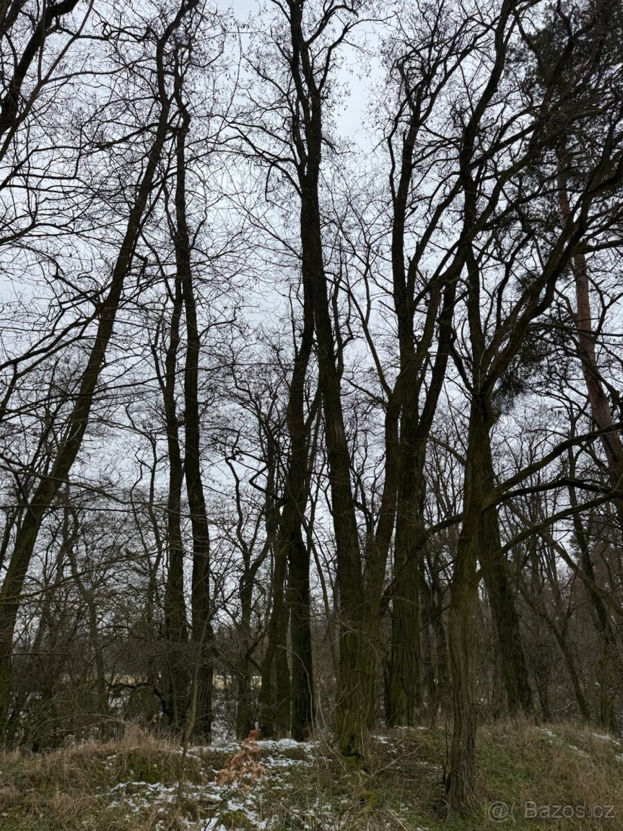 Prodej lesního pozemku k.ú. Dolní Beřkovice - 3